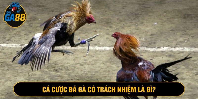 Cá cược đá gà có trách nhiệm thể hiện việc chơi biết điểm dừng