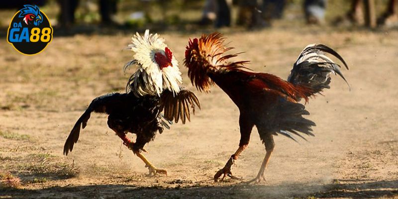 Học hỏi mẹo chơi cá cược đá gà trực tiếp