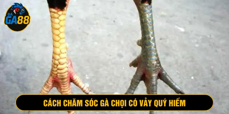 Chăm sóc chiến kê kỹ lưỡng, luyện tập thường xuyên
