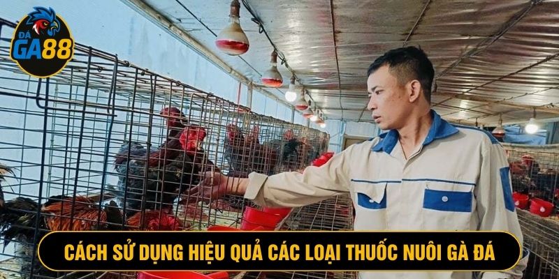 Cần theo dõi sát sao trong quá trình dùng thuốc nuôi gà đá