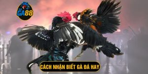cách nhận biết gà đá hay