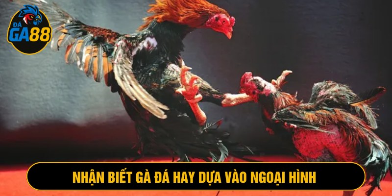 Nhận biết gà chiến tốt dựa vào đặc điểm ngoại hình