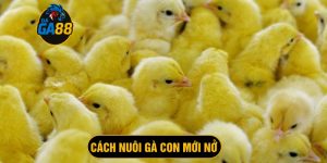 cách nuôi gà con mới nở không có mẹ