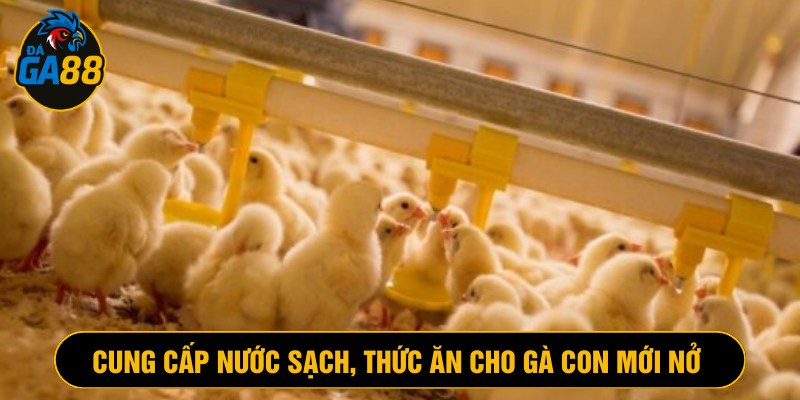 Cung cấp thức ăn, thay nước sạch thường xuyên cho gà con