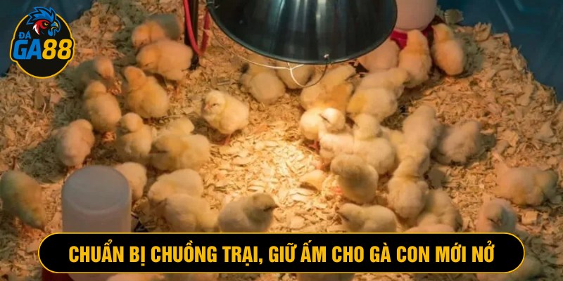 Cách nuôi gà con mới nở không có mẹ chuẩn bị chuồng trại