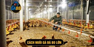 cách nuôi gà bo lớn
