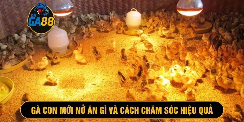 Chăm sóc gà con mới nở đúng cách để hạn chế bị bệnh và phát triển tốt