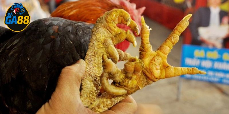 Chân gà có mấy ngón sẽ ảnh hưởng trực tiếp đến lực đạp