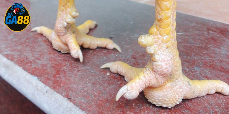 Dị tật khiến xác định chân gà có mấy ngón khó khăn
