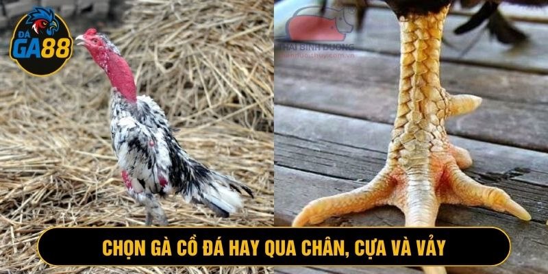 Lựa chọn gà cồ đá hay qua các đặc điểm dễ nhận biết
