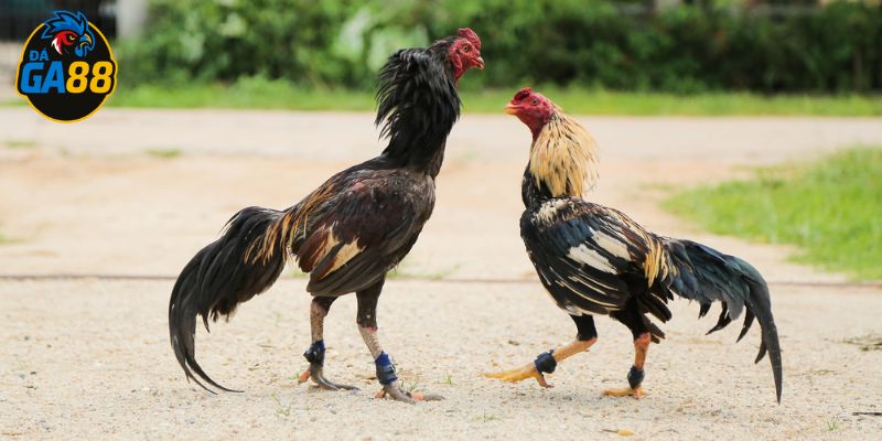 Chọn giống là bước quan trọng của quá trình nuôi gà nòi
