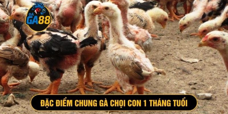 Gà chọi 1 tháng tuổi có đặc điểm chung tương đồng
