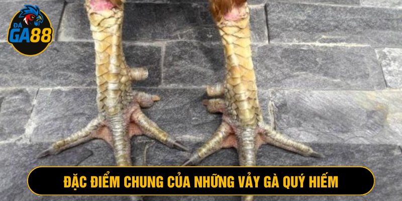 Những vảy gà quý hiếm có hình dạng đặc biệt