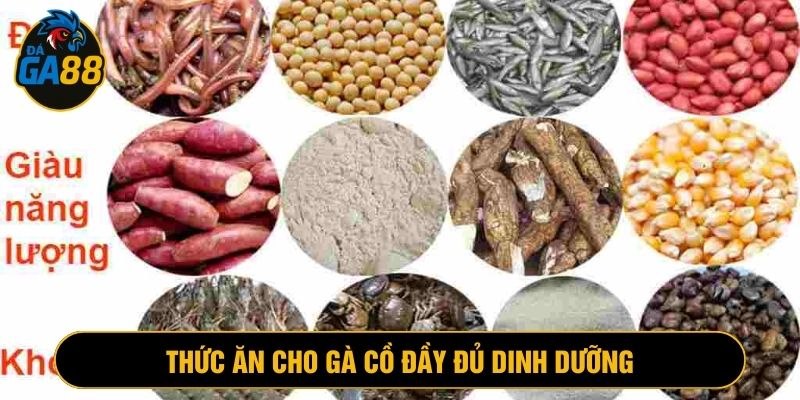 Chế độ ăn của gà chọi cồ cần đáp ứng đủ chất dinh dưỡng