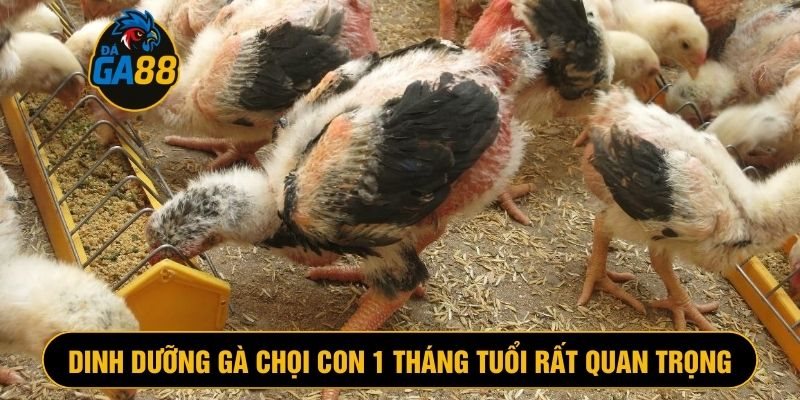 Dinh dưỡng gà chọi con 1 tháng tuổi rất quan trọng