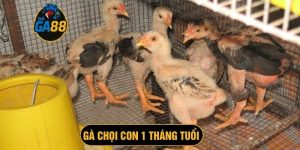 gà chọi con 1 tháng tuổi