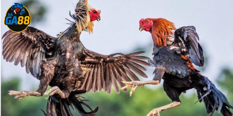 Gà chọi đẹp phản ánh phong độ thi đấu