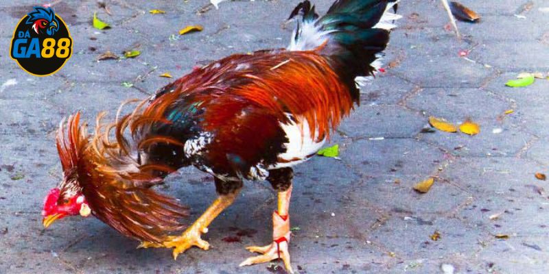 Gà chọi đẹp cần có bộ lông gọn gàng