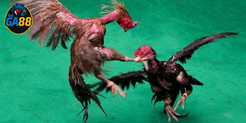 Gà chọi đẹp có dáng đứng vững
