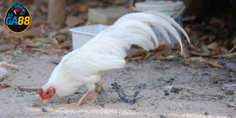 Chân gà chọi đẹp phải khô, gân nổi rõ và vảy đều