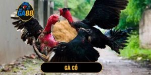 gà cồ