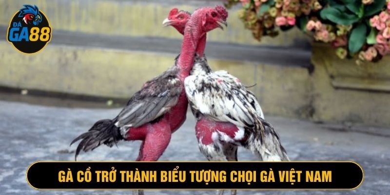 Gà chọi cồ trở thành biểu tượng văn hóa quen thuộc tại Việt Nam