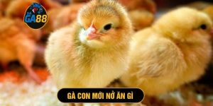 gà con mới nở ăn gì