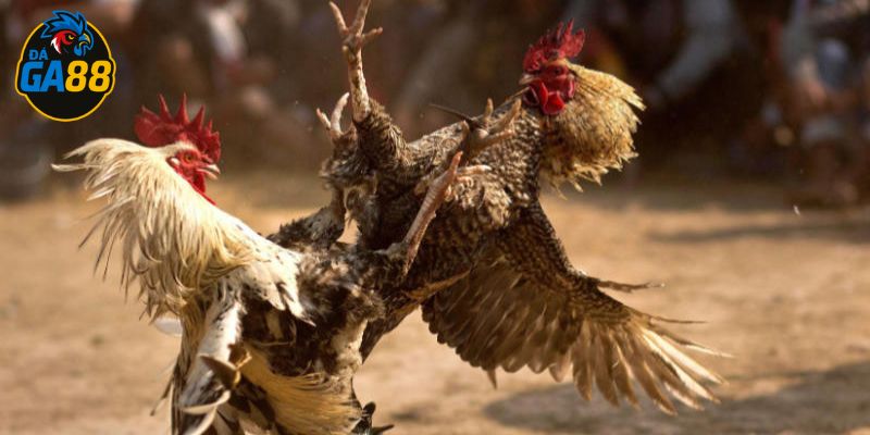 Gà đòn độc là dòng chiến kê được nhiều sư kê săn đón