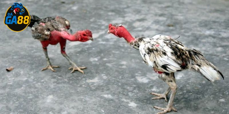 Quan sát kỹ ngoại hình và thần thái để chọn gà đá
