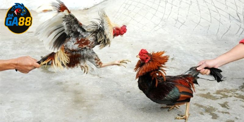 Gà đá đòn độc cần được rèn luyện kỹ thuật