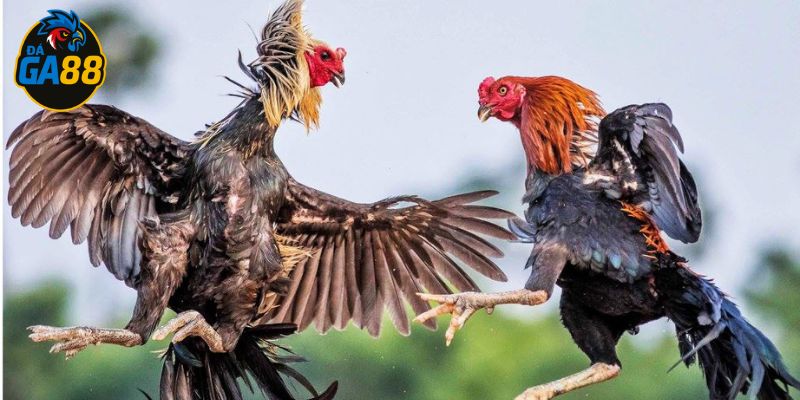 Nuôi đúng cách để phát huy tiềm năng của gà