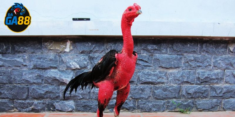 Có tiêu chuẩn rõ ràng khi lựa chọn gà nòi đá