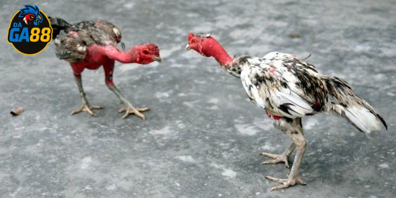 Gà nòi đá cần được luyện đúng chu trình