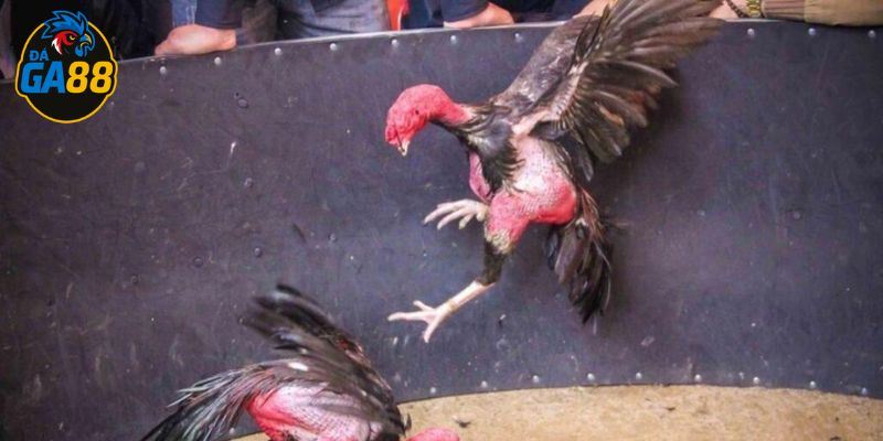Gà nòi là lựa chọn đáng đầu tư cho người mê đá gà