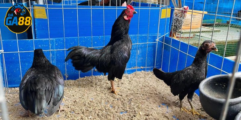 Gà ô ướt vẫn có thể đá nếu thể lực tốt