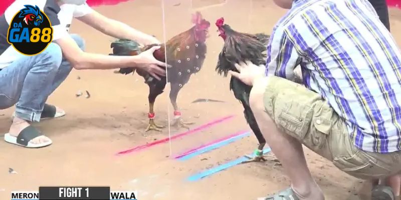 Soi kèo đá gà trực tiếp để chọn đúng cửa cược