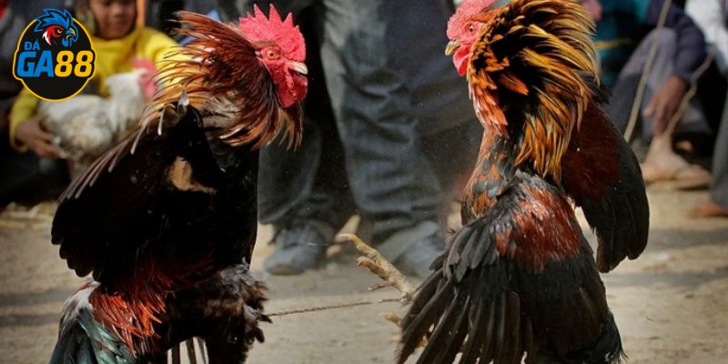 Chọn địa chỉ soi kèo đá gà trực tiếp uy tín