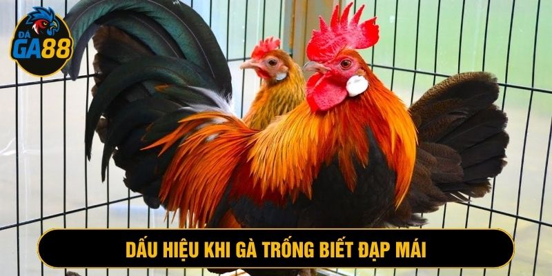 Gà đạp mái sẽ cho thấy nhiều dấu hiệu khác biệt