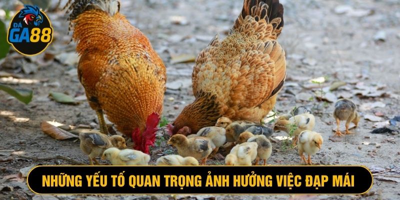 Gà trống đạp mái tốt đòi hỏi nhiều yếu tố xung quanh