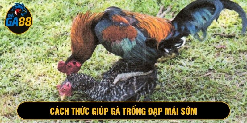 Vận động và làm quen con mái sẽ giúp con trống đạp hiệu quả
