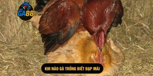 khi nào gà trống biết đạp mái