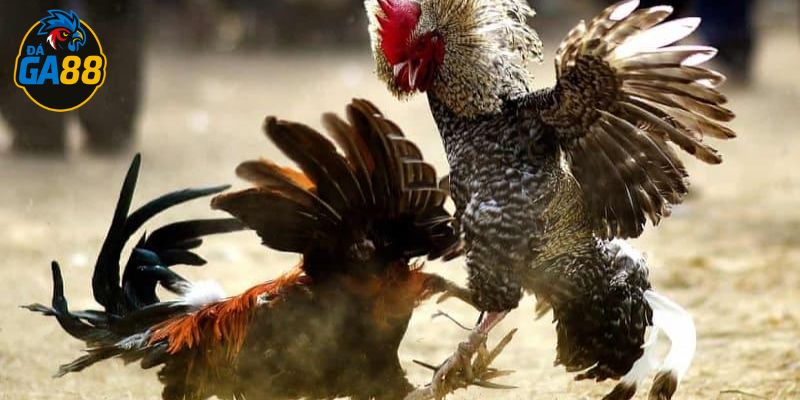 Lối gà chọi hay nhất là kiểu ra đòn hiệu quả