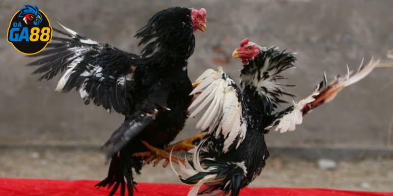 Mỗi chiến kê sẽ có thiên hướng đá khác nhau