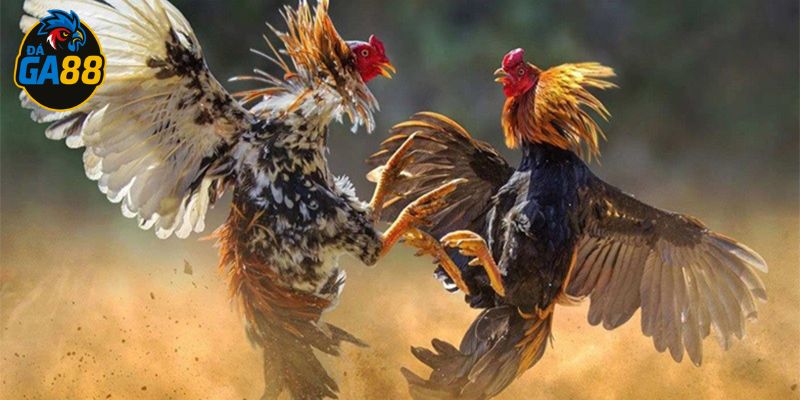 Quan sát kỹ năng tự nhiên của chiến kê để tìm lối đá