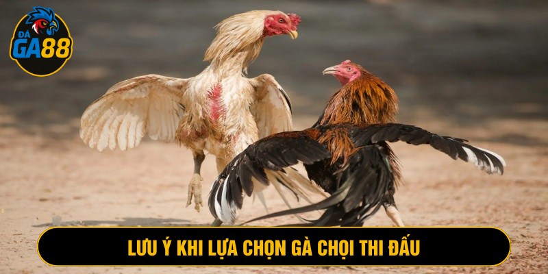 Lưu ý quan trọng cần biết khi lựa chọn gà chọi thi đấu