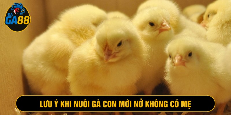 Những lưu ý cần biết khi nuôi gà con mới nở không có mẹ