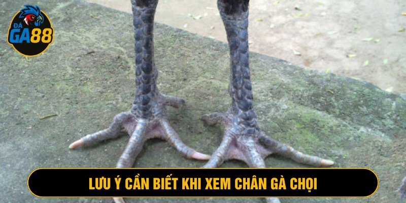 Những lưu ý người chơi cầm biết khi xem xét chân gà