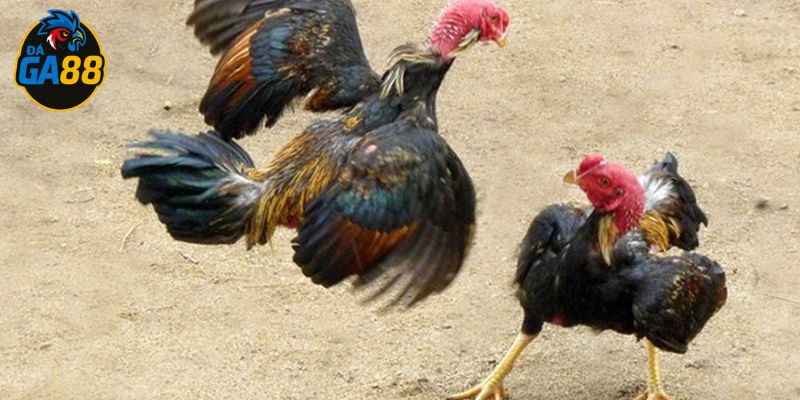 Hiểu meron là gì giúp anh em đưa ra lựa chọn thông minh