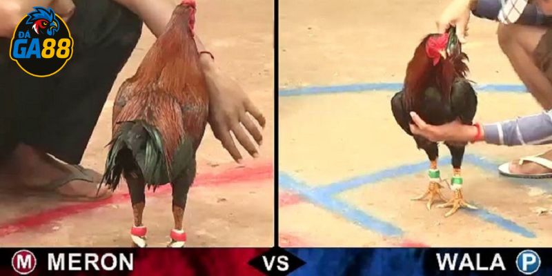 Hiểu rõ bản chất meron là gì là điều quan trọng
