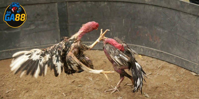 Gà có đòn cáo thường không đá liên tục